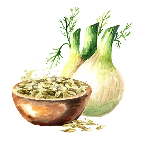 Fennel bulb and dried fennel seeds in the bowl. Watercolor hand drawn illustration, isolated on white background