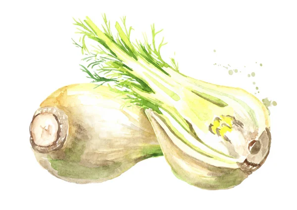 Fresh fennel bulbs. Watercolor hand drawn illustration isolated on white background