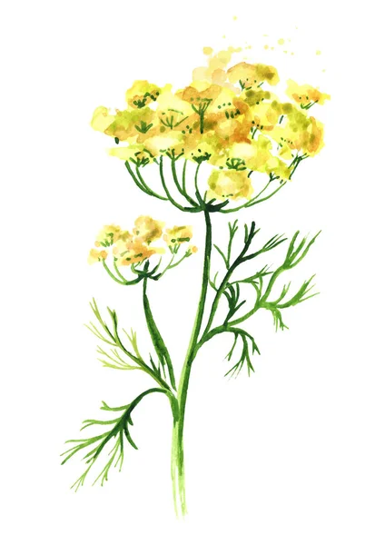 Fresh fennel flower. Watercolor hand drawn illustration isolated on white background