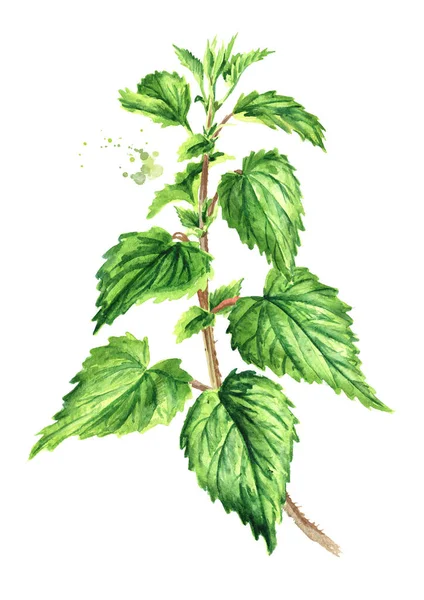 Fresh young green nettle herb on the stem. Hand drawn watercolor illustration, isolated on white background — Stock Image Fresh Young Green Nettle Herb Stem Hand Drawn Watercolor Illustration Stock Image