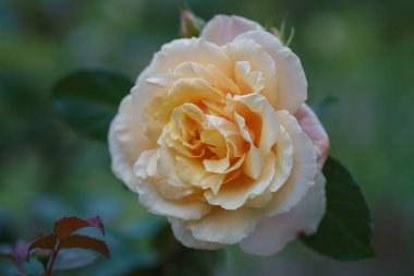 Bahçedeki güzel fildişi gül çiçeği. Karamelli gül çiçeği. Makro.