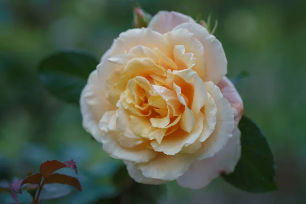 Schöne Elfenbeinrosenblüte Garten Rosenblüte Karamell Makro — Stockfoto