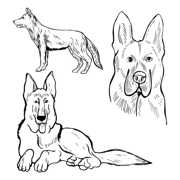 Ręcznie rysowany pies. Owczarek niemiecki. Ilustracja szkicu wektora. — Wektor stockowy