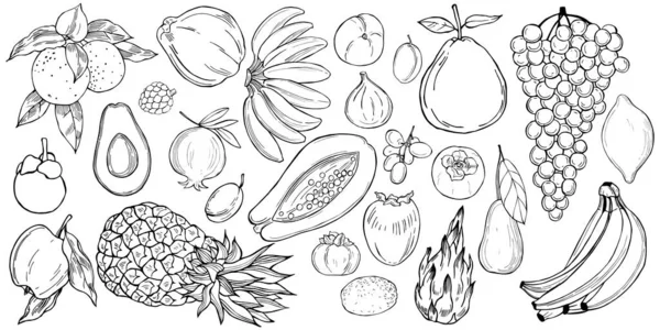 Frutos desenhados à mão. Desenho vetorial ilustração . — Vetor de Stock
