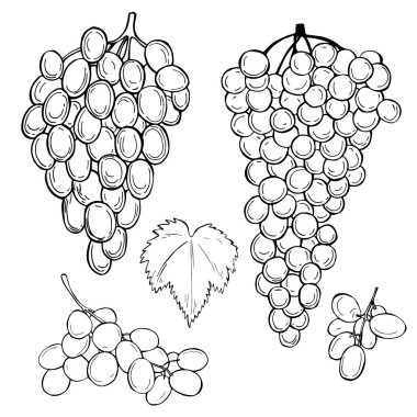 Beyaz arka planda elle çizilmiş meyveler. Üzüm.