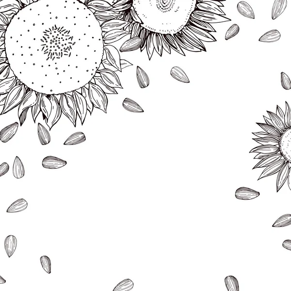 Fond vectoriel avec tournesol dessiné à la main et graines . — Image vectorielle