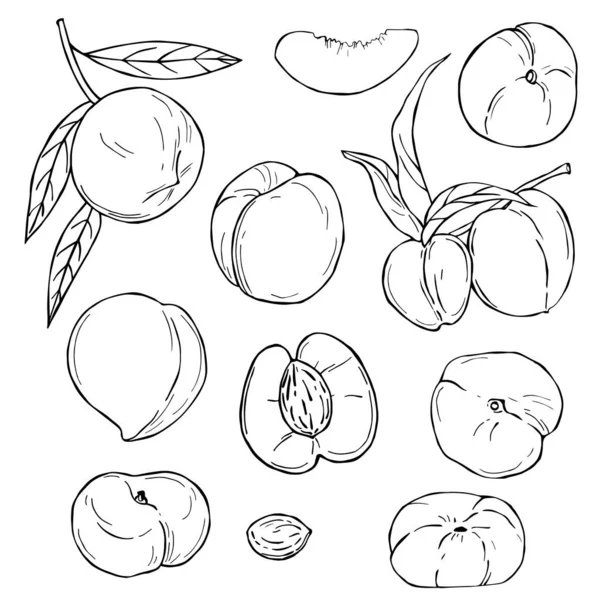 白底手绘水果。桃. — 图库矢量图片