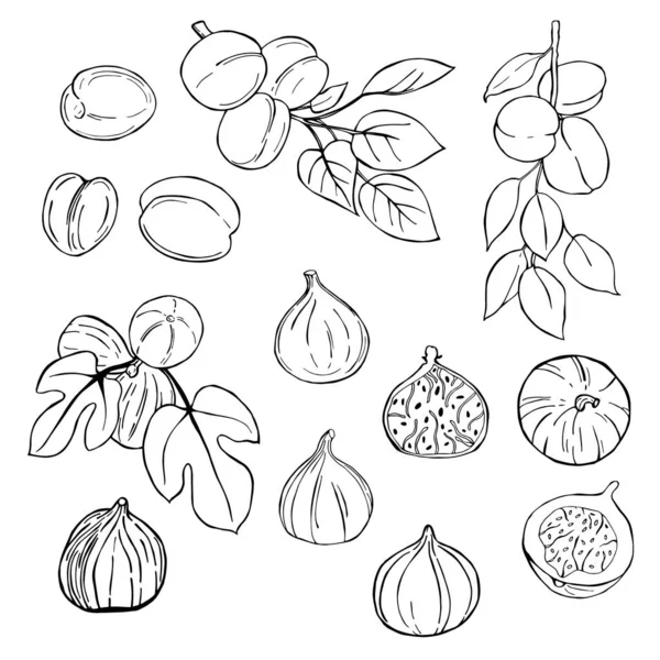 Plody tažené rukou na bílém podkladu. Fíky, meruňky. — Stockový vektor