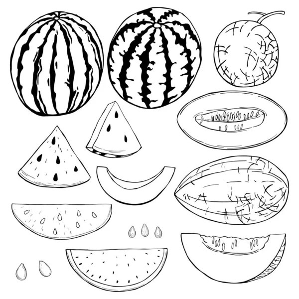 Handgezeichnete Wassermelone und Melone. Vektorskizze als Illustration. — Stockvektor