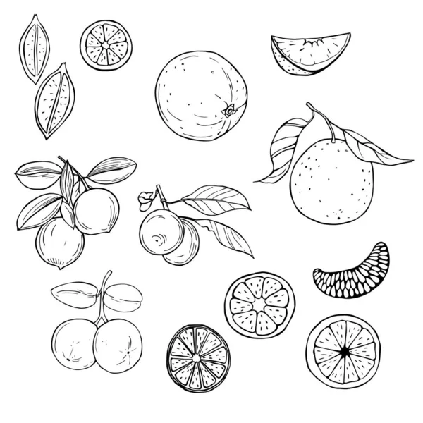 Frutos dibujados a mano sobre fondo blanco. Naranja y lima . — Vector de stock