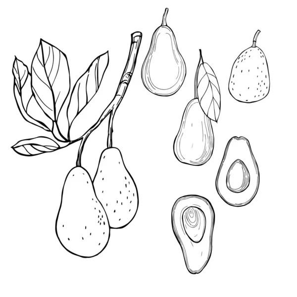 Von Hand gezogene Avocado. Vektorskizze als Illustration. — Stockvektor