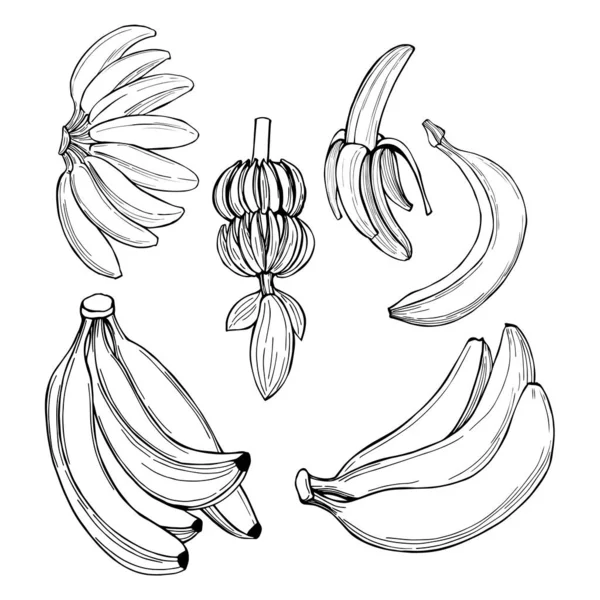 Frutos desenhados à mão. Bananas. Desenho vetorial ilustração . —  Vetores de Stock