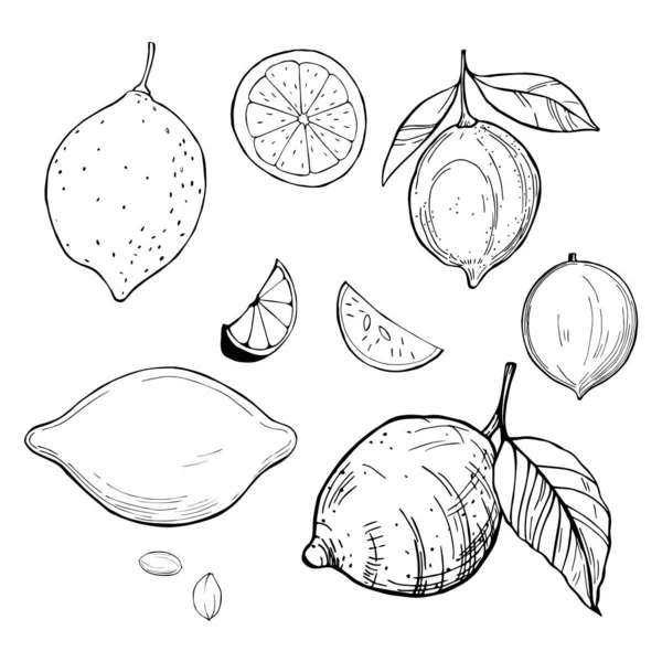 Limones dibujados a mano. Dibujo vectorial ilustración . — Archivo Imágenes Vectoriales