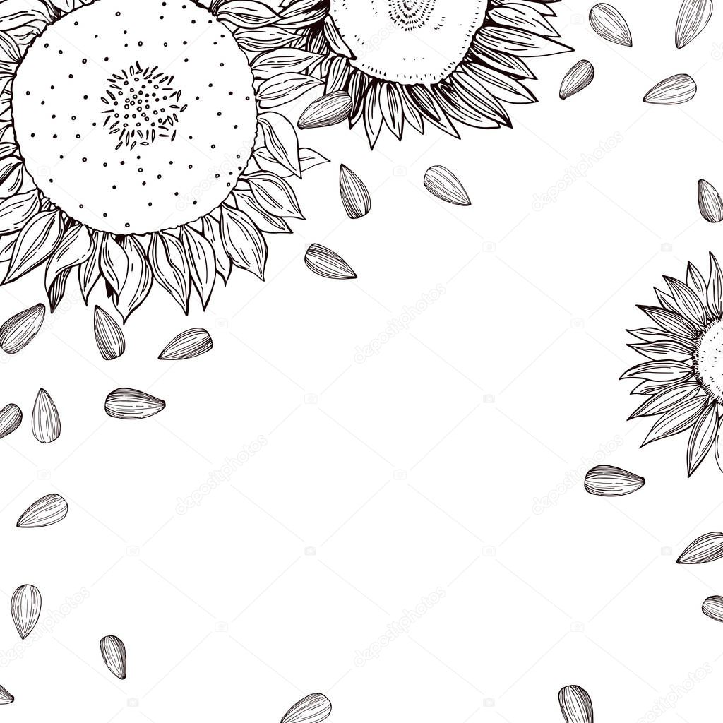 Vector background with hand drawn sunflower and seeds. 