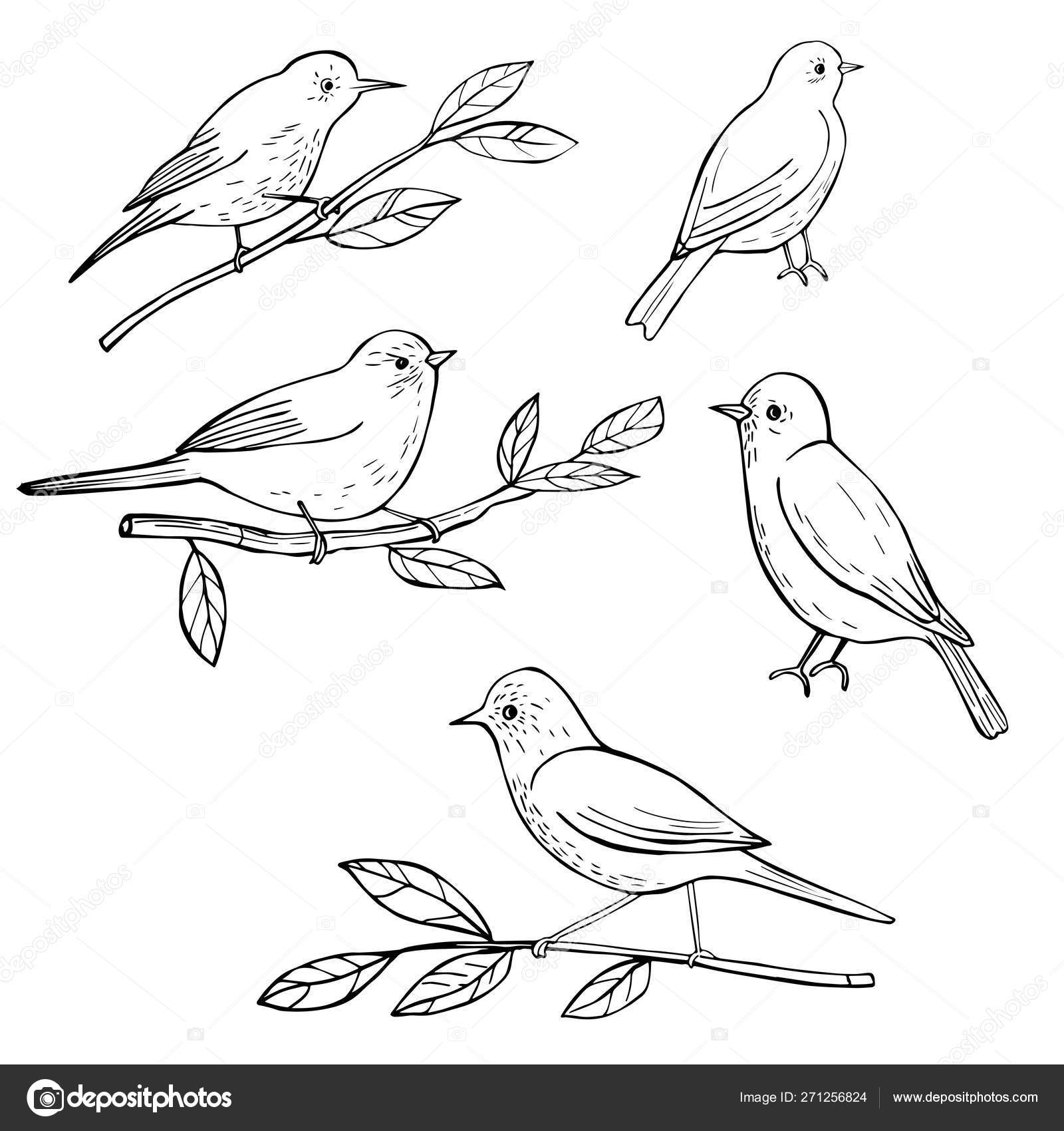 手描きの春鳥 ベクトルスケッチイラスト ストックベクター C Rraya 手描きの春鳥 ベクトルスケッチイラスト ストックベクター C Rraya