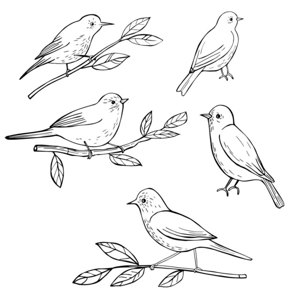Uccelli primaverili. Illustrazione schizzo vettoriale. — Vettoriale Stock