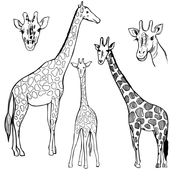 Girafe dessinée à la main. Illustration de croquis vectoriels . — Image vectorielle