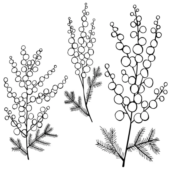 Mimosa dibujada a mano. Dibujo vectorial ilustración . — Archivo Imágenes Vectoriales