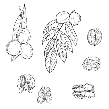 El yapımı ceviz. Ceviz. Vektör çizimi çizimi.