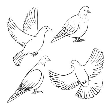 El yapımı güvercinler. Vektör çizimi çizimi.