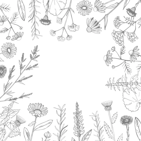 Fondo vectorial con hierbas medicinales dibujadas a mano . — Vector de stock