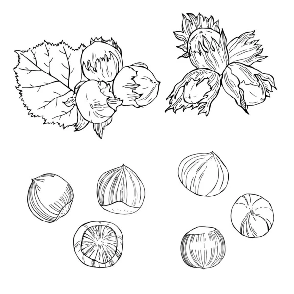Hand drawn nuts. Hazelnut nut.  Vector sketch  illustration. — Stock Vector