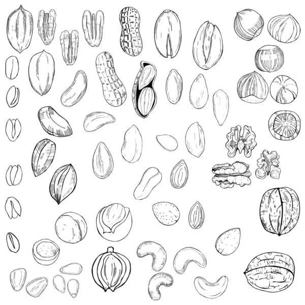 Hand drawn nuts. Vector sketch  illustration. — Stock Vector