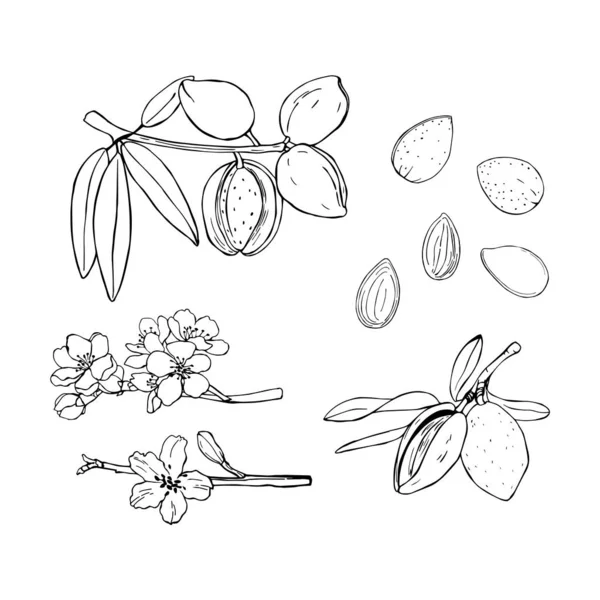 Hand drawn nuts. Almond. Vector sketch  illustration. — Stock Vector