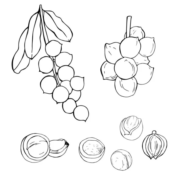 Des noix dessinées à la main. Illustration de croquis vectoriels. — Image vectorielle