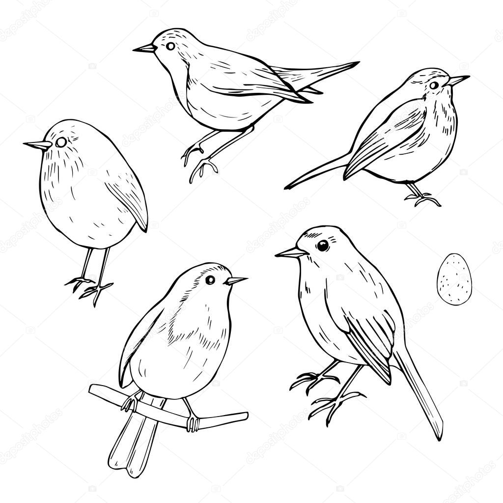 Hand drawn birds. Robin (Erithacus rubecula) Vector sketch  illustration.