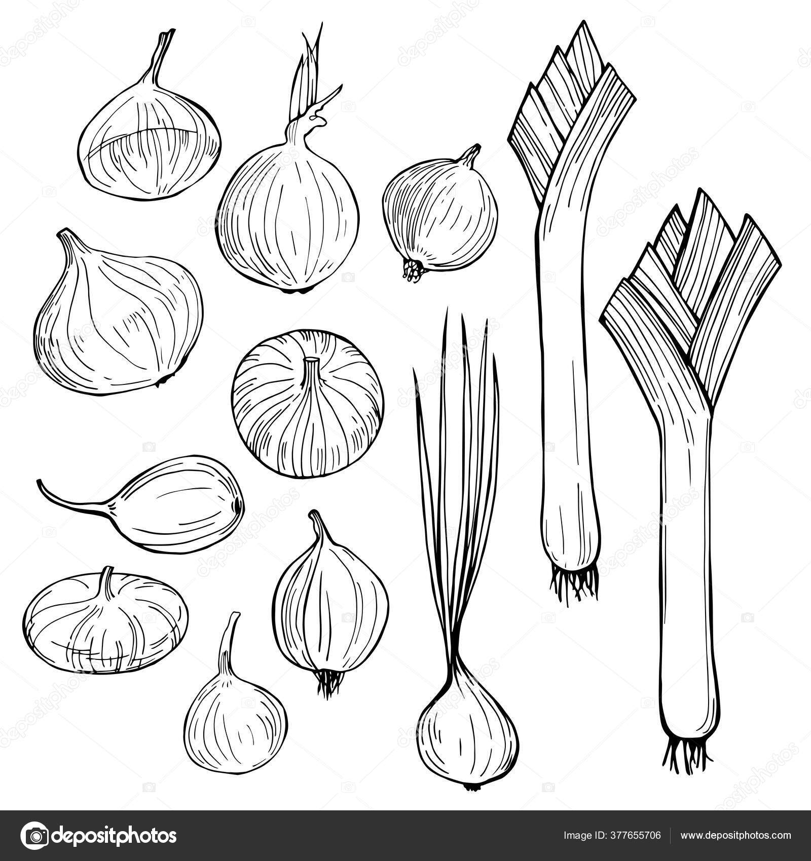 Ciboulette Croquisストックベクター ロイヤリティフリーciboulette Croquisイラスト ページ 2 Depositphotos
