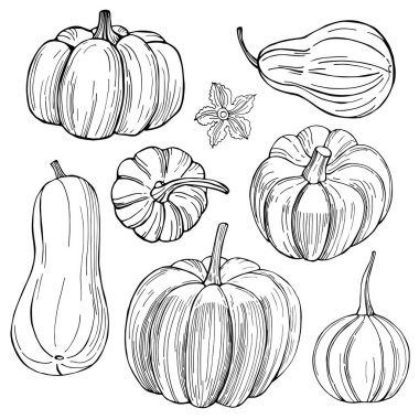 Balkabağı. Beyaz arka planda elle çizilmiş sebzeler. Vektör çizimi çizimi.