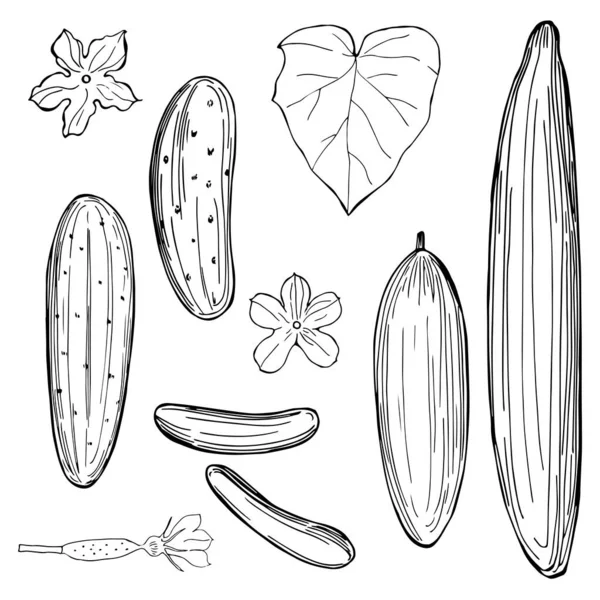 Cetriolo Disegnato Mano Sfondo Bianco Illustrazione Schizzo Vettoriale — Vettoriale Stock