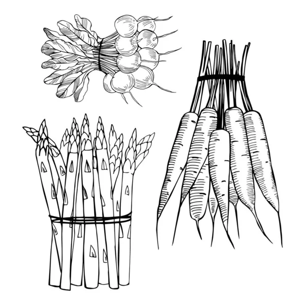 Bouquet Légumes Dessinés Main Asperges Radis Carottes Illustration Croquis Vectoriels — Image vectorielle