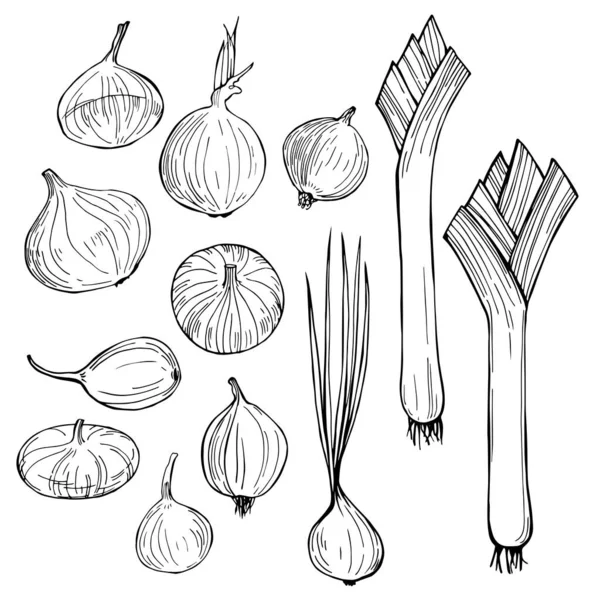 Cibule Ručně Kreslená Zelenina Bílém Pozadí Obrázek Vektorového Náčrtku — Stockový vektor