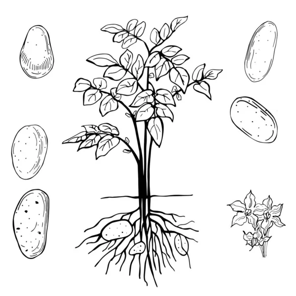 Patatas Verduras Dibujadas Mano Sobre Fondo Blanco Dibujo Vectorial Ilustración — Archivo Imágenes Vectoriales