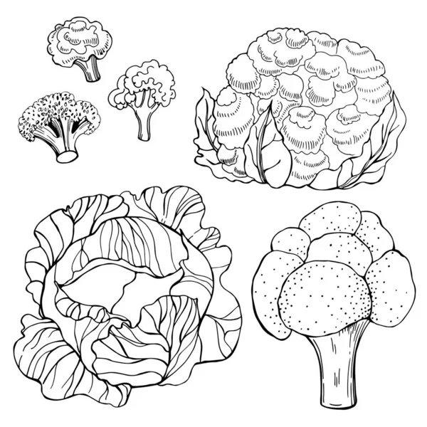 白底手绘卷心菜 矢量草图说明 — 图库矢量图片