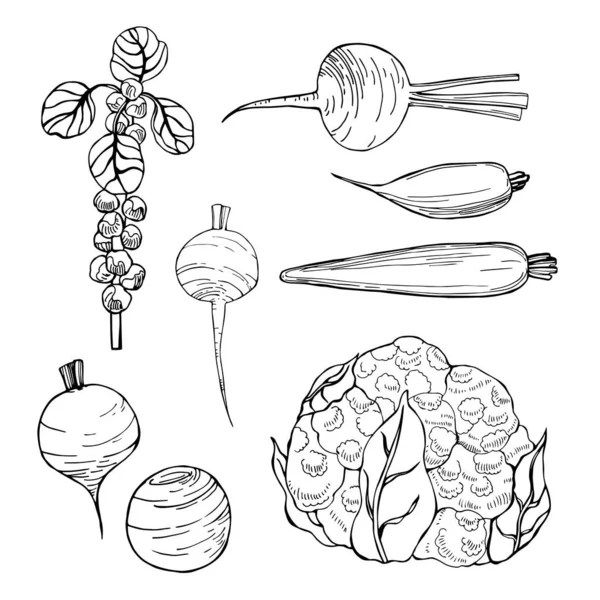 Légumes Dessinés Main Sur Fond Blanc Chou Légumes Racines Illustration — Image vectorielle