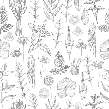 Bitki bitkileri. Doğal kozmetik için bitkiler. Organik kozmetik geçmişi. Vektörsüz desen. 