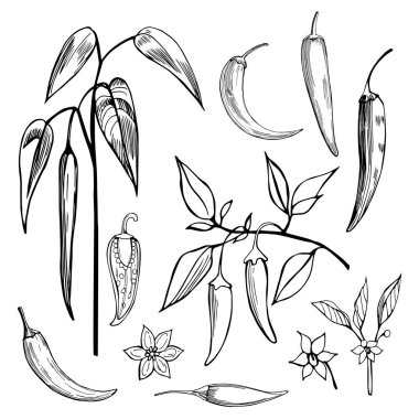 El yapımı kırmızı biber. Vektör çizimi çizimi