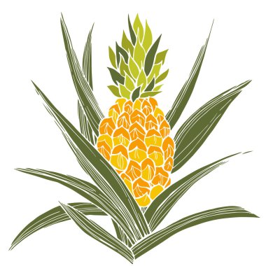 El yapımı ananas bitkisi. Vektör çizimi çizimi