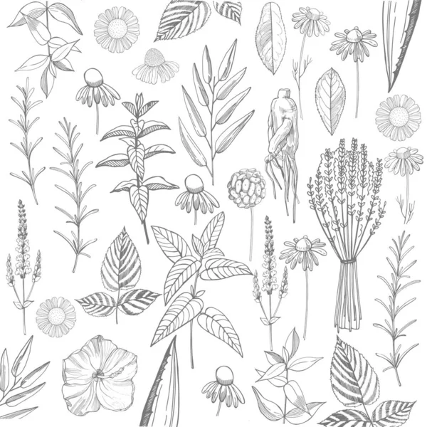 草本植物 自然の化粧品のための植物 有機化粧品の背景 ベクトル背景 — ストックベクタ