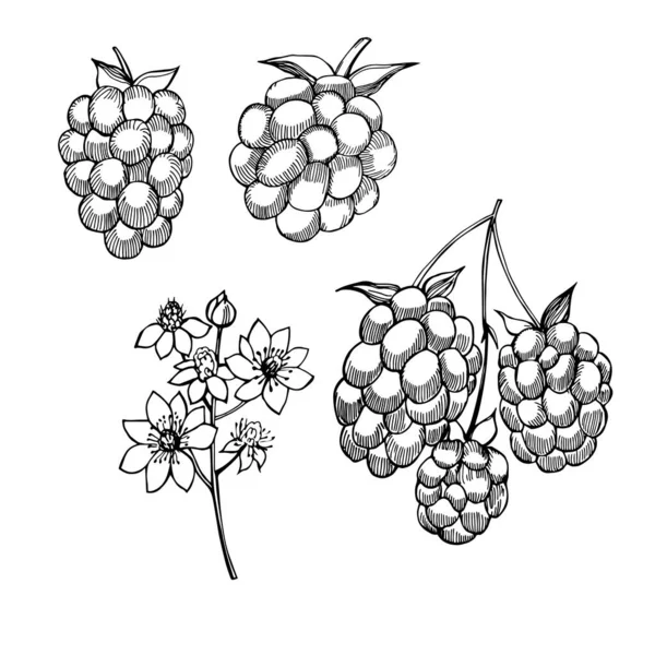 Handgezeichnete Waldbeeren Blackberry Vektorskizze Als Illustration — Stockvektor