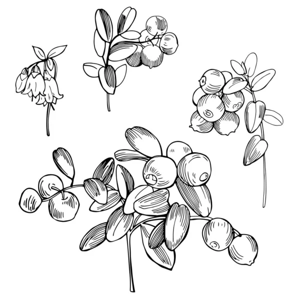 Ručně Kreslené Lesní Bobule Lingonberry Cowberry Obrázek Vektorového Náčrtku — Stockový vektor