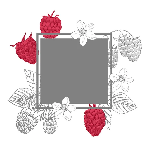矢量框架与手绘浆果 覆盆子图解 — 图库矢量图片