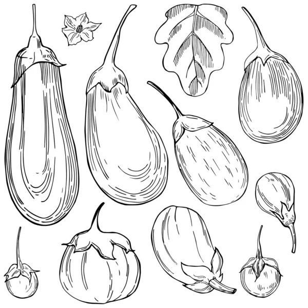 Hand Drawn Eggplants Vector Sketch Illustration — Stock Vector