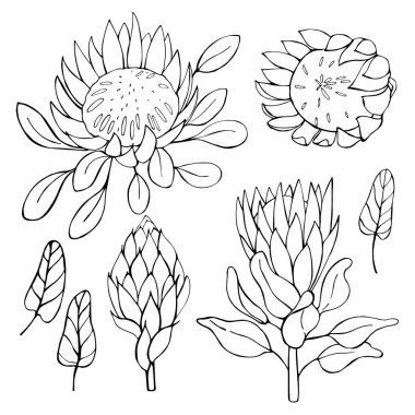 Elle çizilmiş çiçek protesi. Vektör çizimi çizimi.