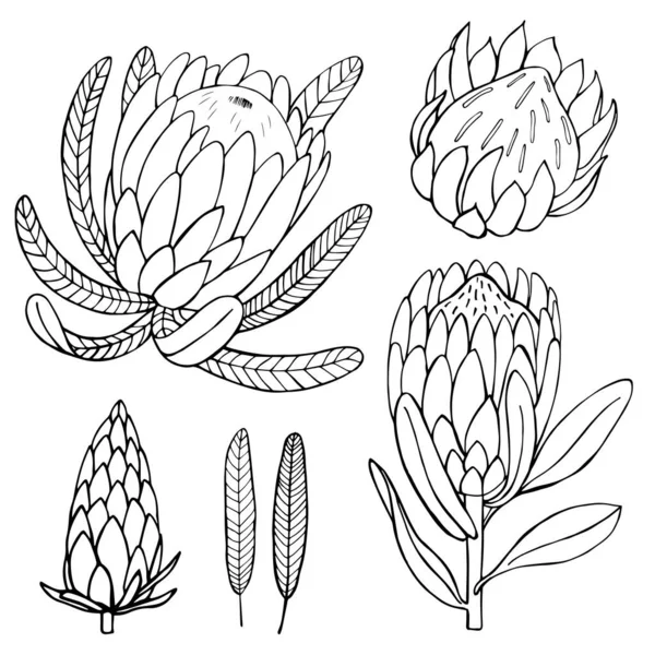 Flores Dibujadas Mano Protea Dibujo Vectorial Ilustración — Archivo Imágenes Vectoriales