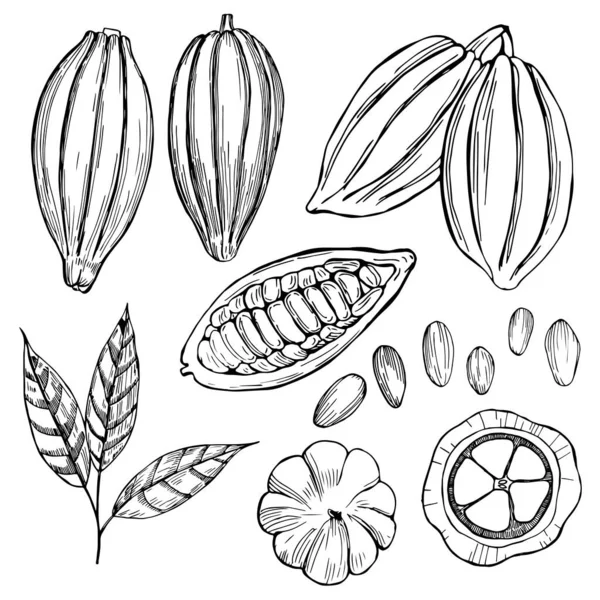 Fève Cacao Dessinée Main Illustration Croquis Vectoriels — Image vectorielle