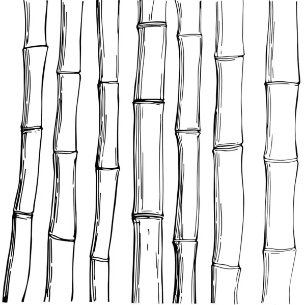 Bambù Illustrazione Schizzo Vettoriale — Vettoriale Stock